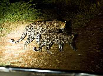 Kafunta River Lodge: Leopardenpärchen