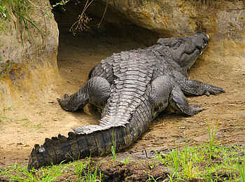 Katuma Bush Lodge: Ein Krokodil auf seinem Weg zu seinem Unterschlupf