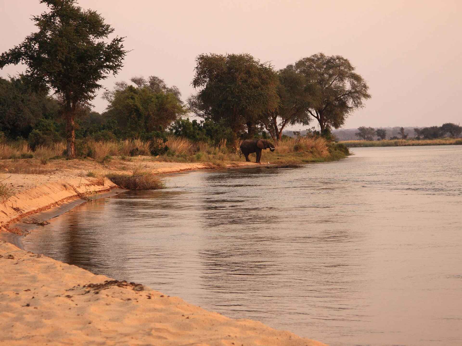 Kiambi Camp: Elefant am Fluss