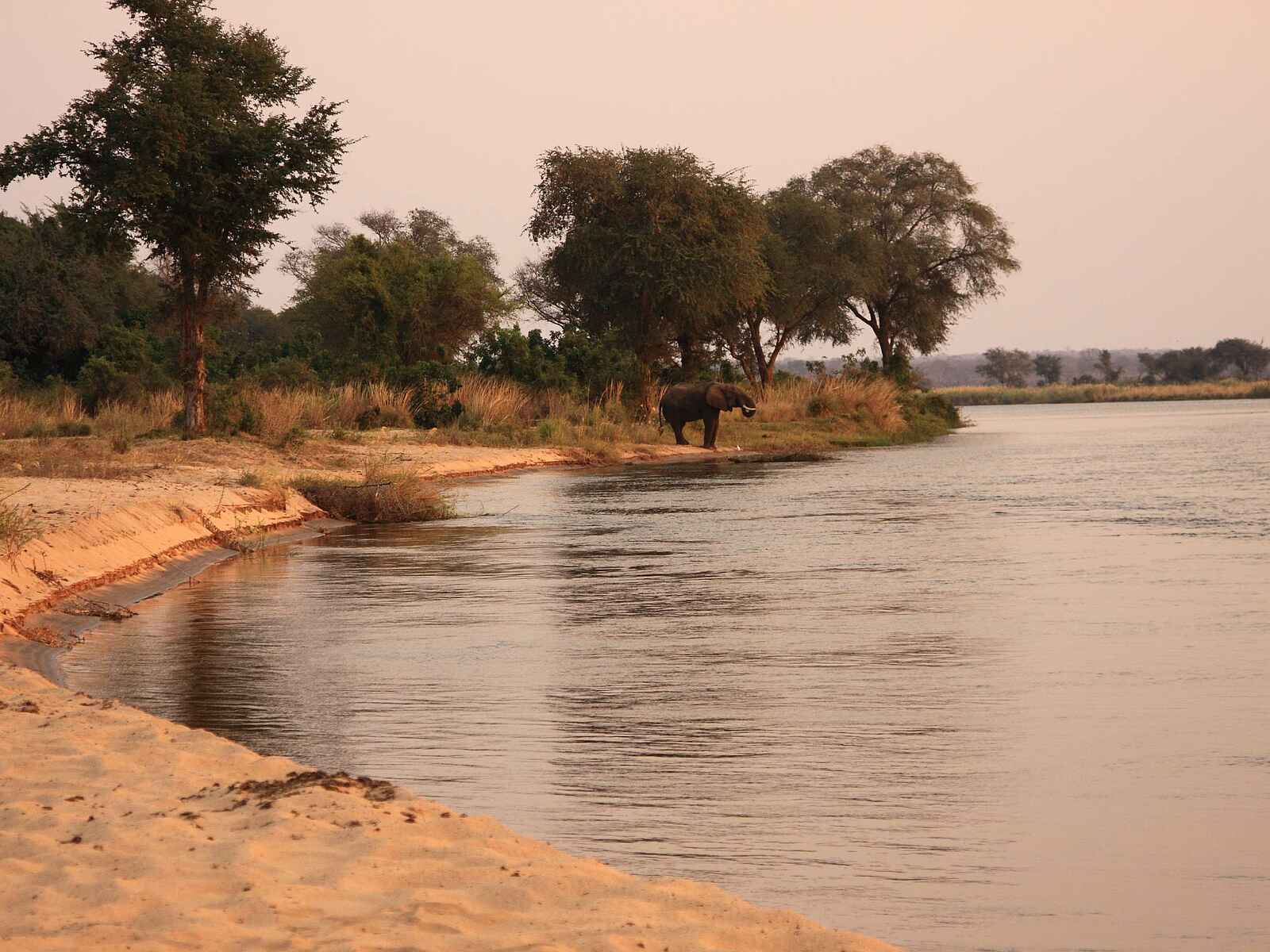 Kiambi Camp: Elefant am Fluss Kiambi Camp: Elefant am Fluss