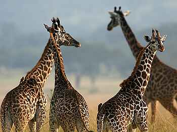 Legendary Songa Migrational Camp: Giraffen