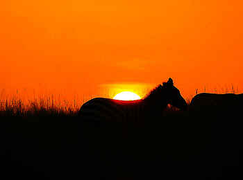 Lemala Mpingo Ridge Lodge: Zebra im Sonnenuntergang Lemala Mpingo Ridge Lodge: Zebra im Sonnenuntergang