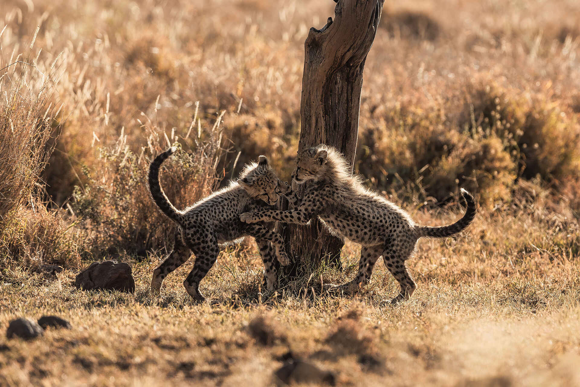 Lewa Safari Camp: Geparden babies beim spielen Lewa Safari Camp: Geparden babies beim spielen