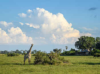 Little Mombo Camp: Besuch am Camp