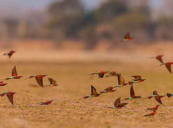 Luambe Camp: Der farbenfrohe Karminspint bevorzugt die sandigen Uferhänge des Luangwa als Brutstätt Luambe Camp: Der farbenfrohe Karminspint bevorzugt die sandigen Uferhänge des Luangwa als Brutstätt