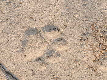 Macatoo Camp: Tatzenabdruck im Sand