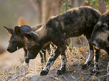 Mapula Lodge: Wildhunde