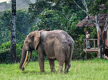 Mboko Camp: Ein Waldelefant als Besucher vor einer Gästeunterkunft