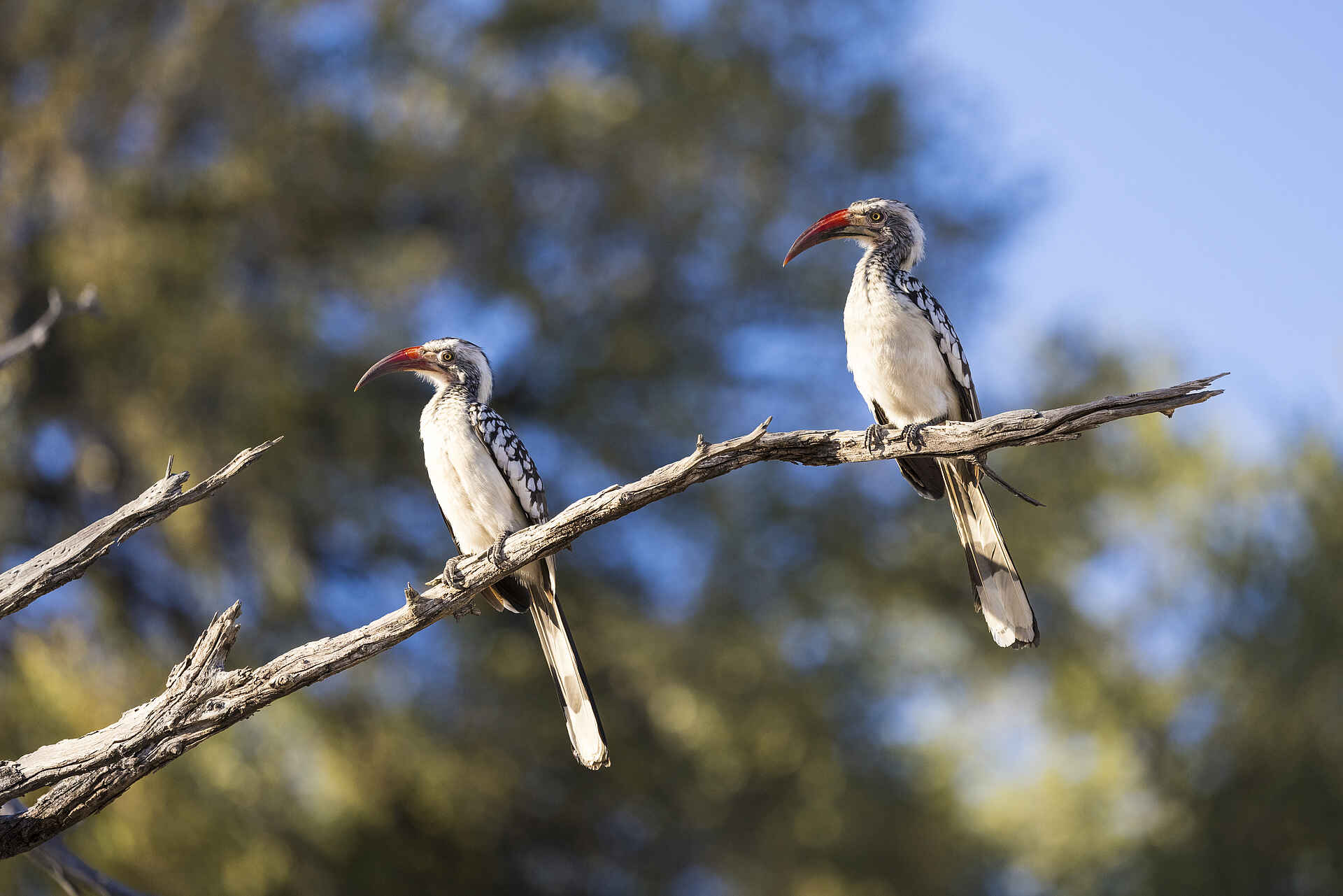 Monachira Camp: Zwei Nashornvögel