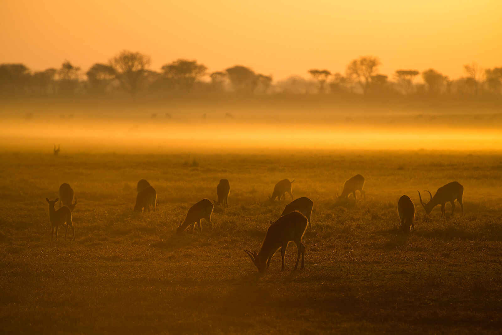 Mukambi Busanga Plains Camp: Antilopen beim Grasen Mukambi Busanga Plains Camp: Antilopen beim Grasen