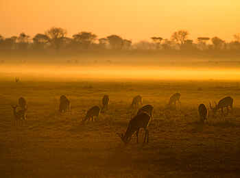 Mukambi Busanga Plains Camp: Antilopen beim Grasen Mukambi Busanga Plains Camp: Antilopen beim Grasen