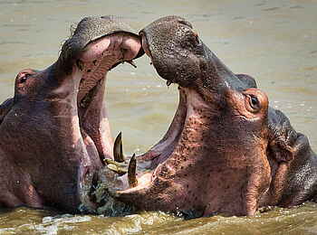 Norman Carr Safaris: Nilpferdgerangel