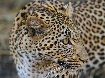 The Retreats at Namiri Plains Camp: Leopard The Retreats at Namiri Plains Camp: Leopard