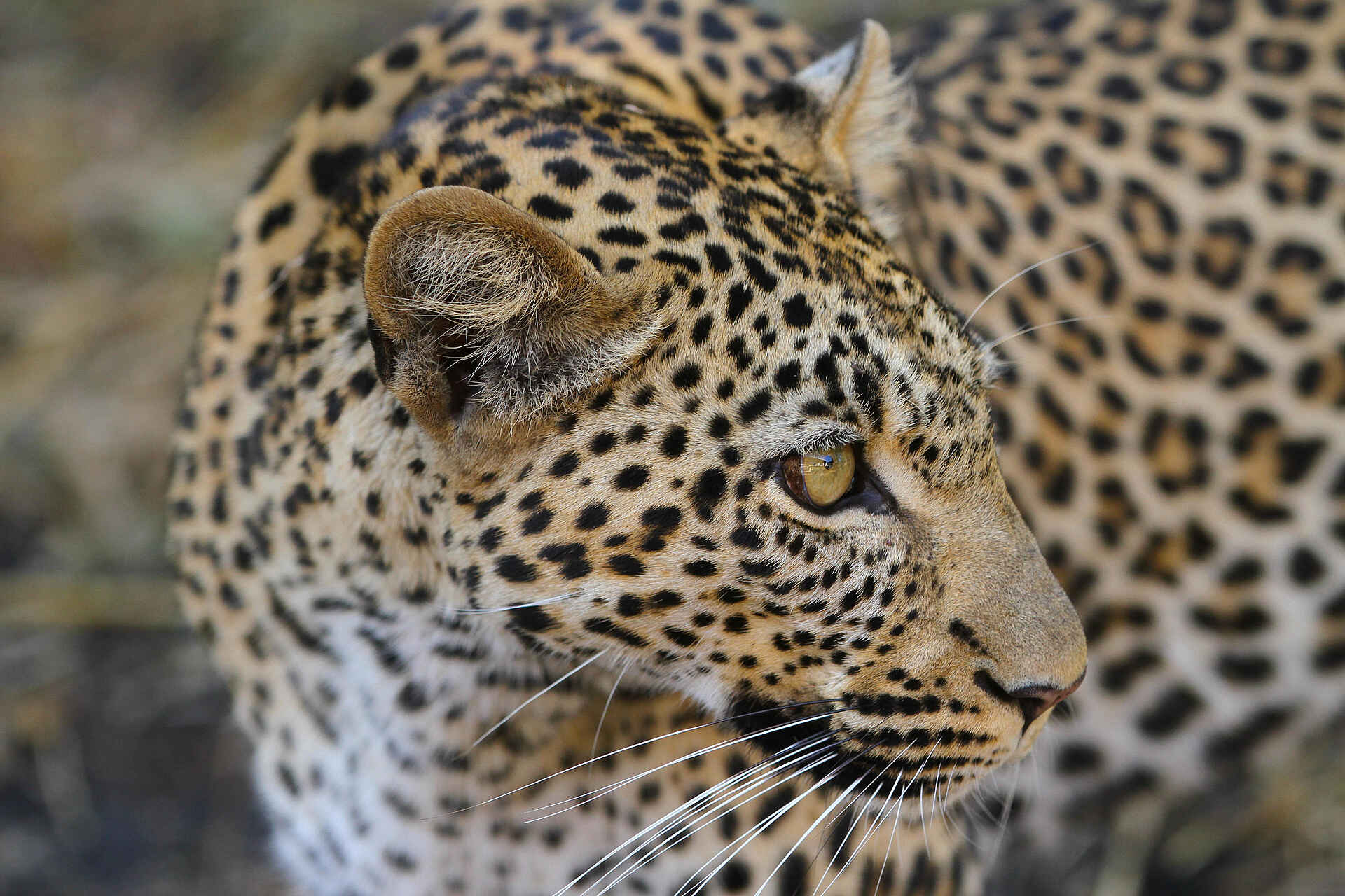 The Retreats at Namiri Plains Camp: Leopard 