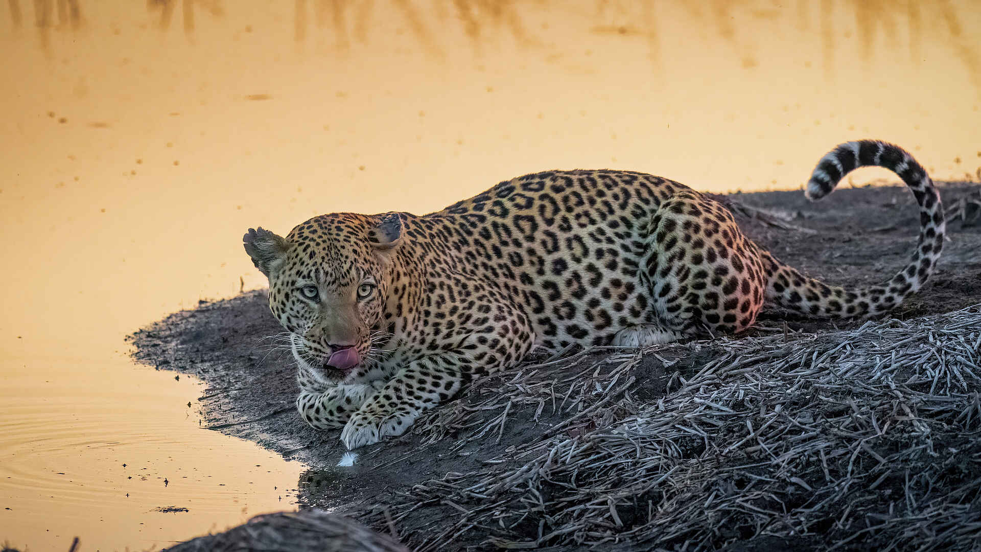 Sable Alley Camp: Leopard am Wasser Sable Alley Camp: Leopard am Wasser