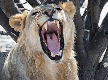 Safarihoek Lodge: Gähnender Löwe