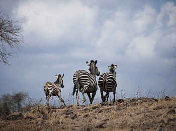 Sand Rivers Selous: Zebras