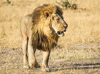 Savute Safari Lodge: Löwe Savute Safari Lodge: Löwe