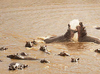 Sayari Camp: Hippos