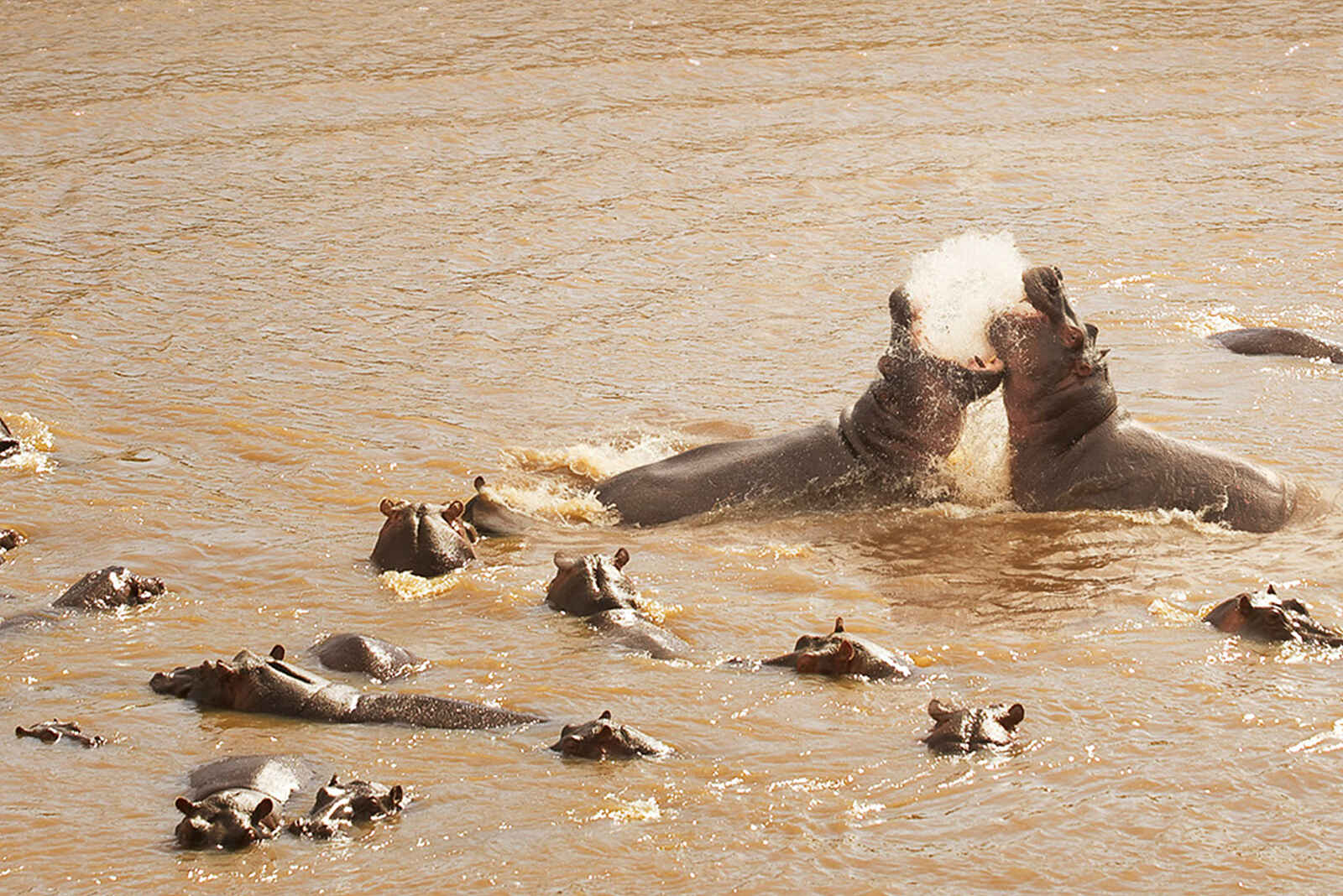 Sayari Camp: Hippos Sayari Camp: Hippos