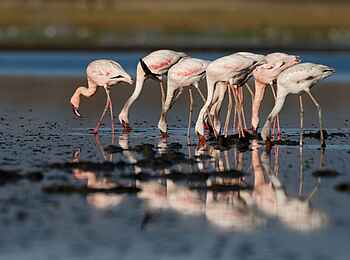 Sleeping Warrior Lodge: Flamingogruppe auf Nahrungssuche Sleeping Warrior Lodge: Flamingogruppe auf Nahrungssuche