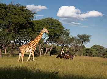 Thamo Telele Camp: Reitersafari Thamo Telele Camp: Reitersafari