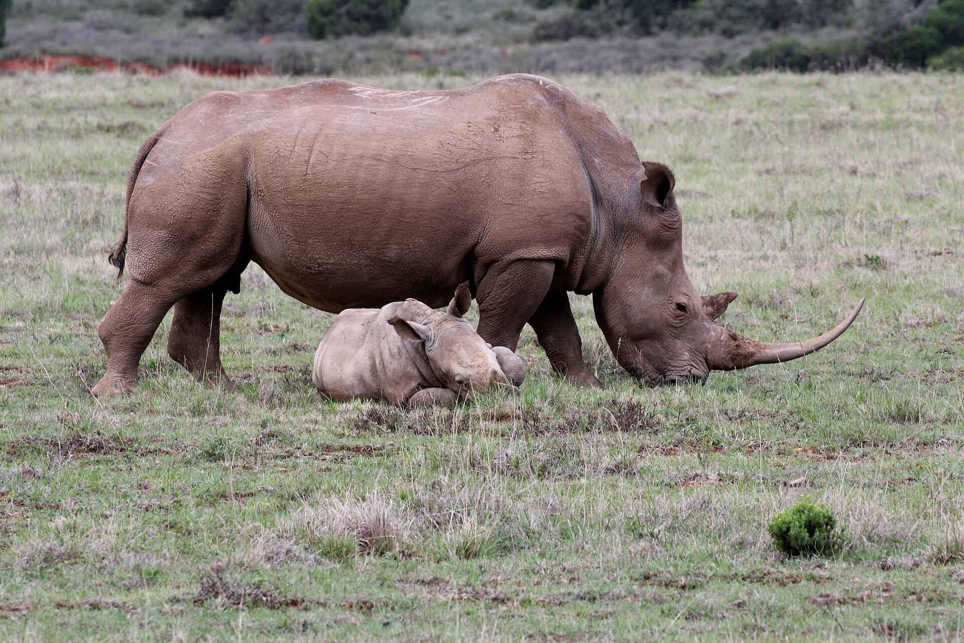 Founders Lodge by Mantis: Nashornkuh mit Kalb
