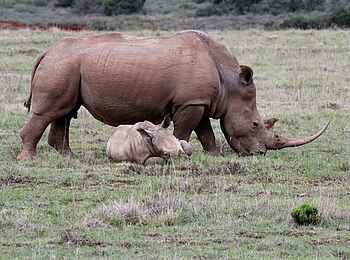 Founders Lodge by Mantis: Nashornkuh mit Kalb Founders Lodge by Mantis: Nashornkuh mit Kalb