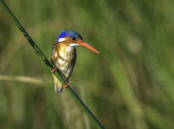 Kuthengo Camp: Malachite Kingfisher Kuthengo Camp: Malachite Kingfisher
