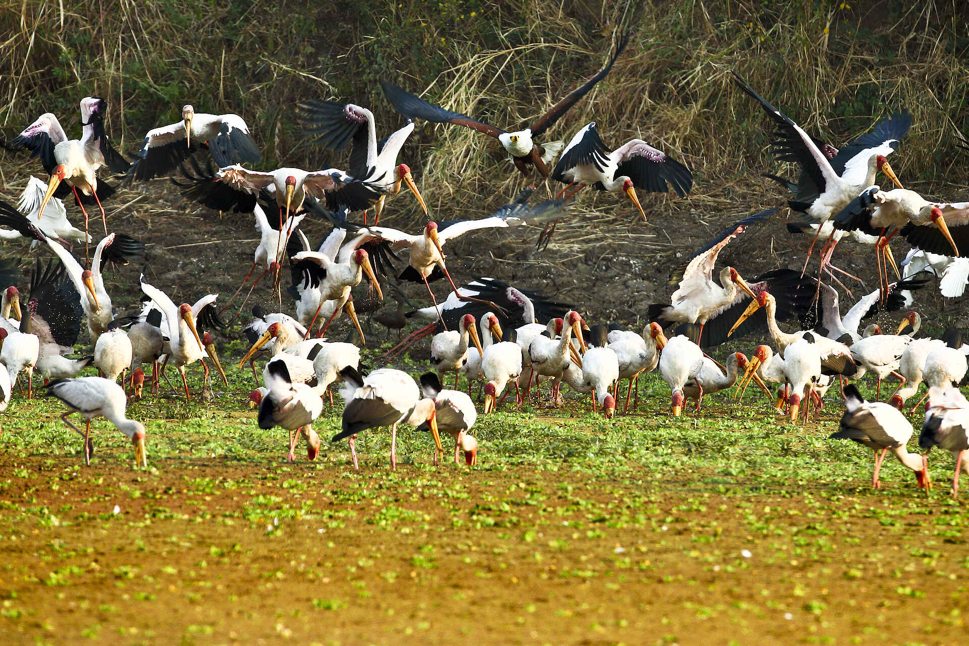 Mapazi Camp, Deb Tittle, Elefant, Loxodonta Africana, Luangwa River, Nimmersatt, Pirsch, South Luangwa National Park, Störche, Vogel, Walking Safari, Afrikarma, Afrikarma Safaris, Afrikarma Safaris. Wildnis. Hautnah., Afrikarma.de