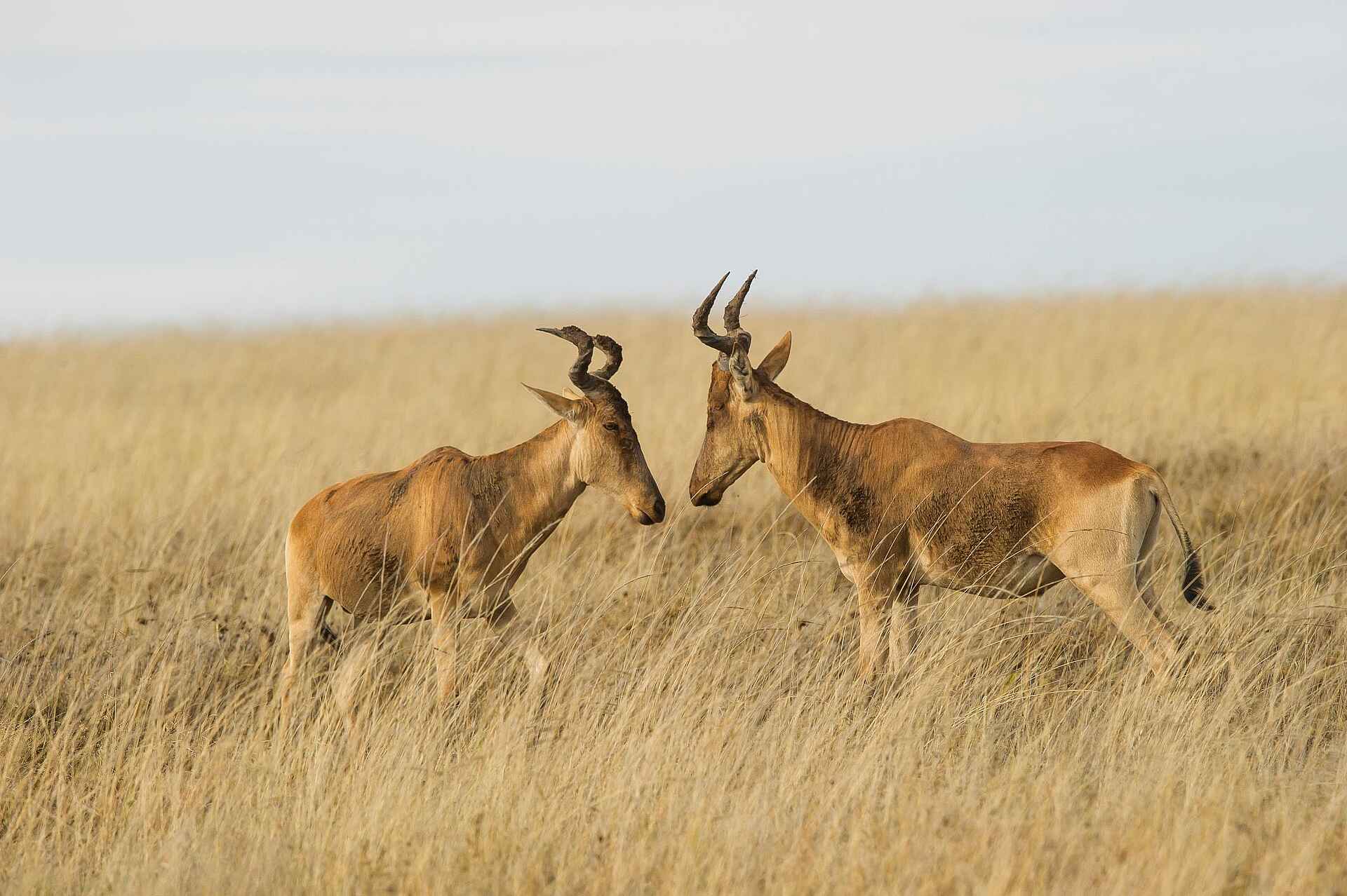 Namiri Plains Camp: Antilopen