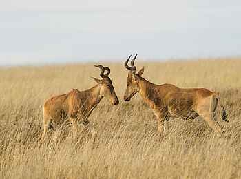 Namiri Plains Camp: Antilopen