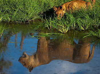 Selinda Camp: Löwe am Fluss