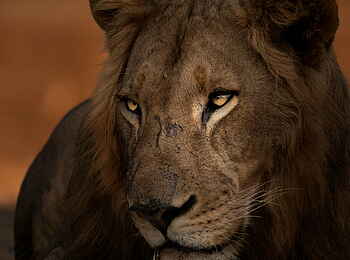 Time + Tide Chongwe: Schattiger Löwe