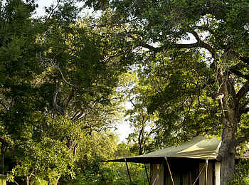 &Beyond Ngala Tented Camp: Grüne Umgebung der Gästezelte