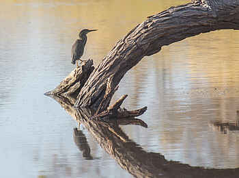 Belmond Savute Elephant Lodge: Das Wasser flieÃŸt wieder
