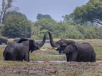 Camp Tawana: Elefanten im Wasser