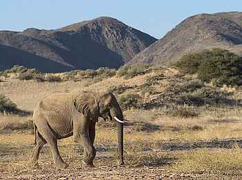 Damaraland Camp: Wandernder Elefant