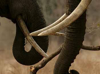 Goliath Tented Camp: Elefantenrüssel