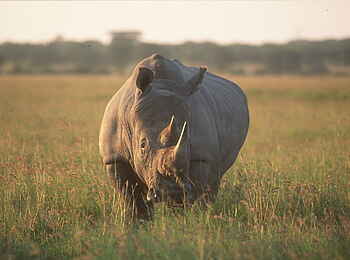 Khama Rhino Sanctuary: Wuchtiger Nashornkörper Khama Rhino Sanctuary: Wuchtiger Nashornkörper