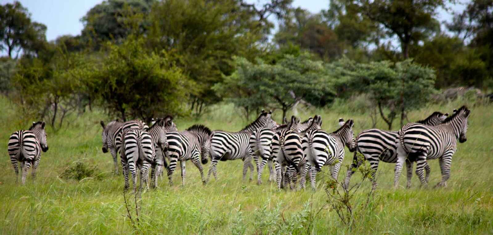 Lianshulu Lodge: Zebraherde Lianshulu Lodge: Zebraherde