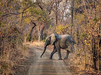 Luambe Camp: Ein Elefant quert den Weg Luambe Camp: Ein Elefant quert den Weg