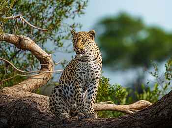 Mokolwane Camp: Leopard auf einem Baumast