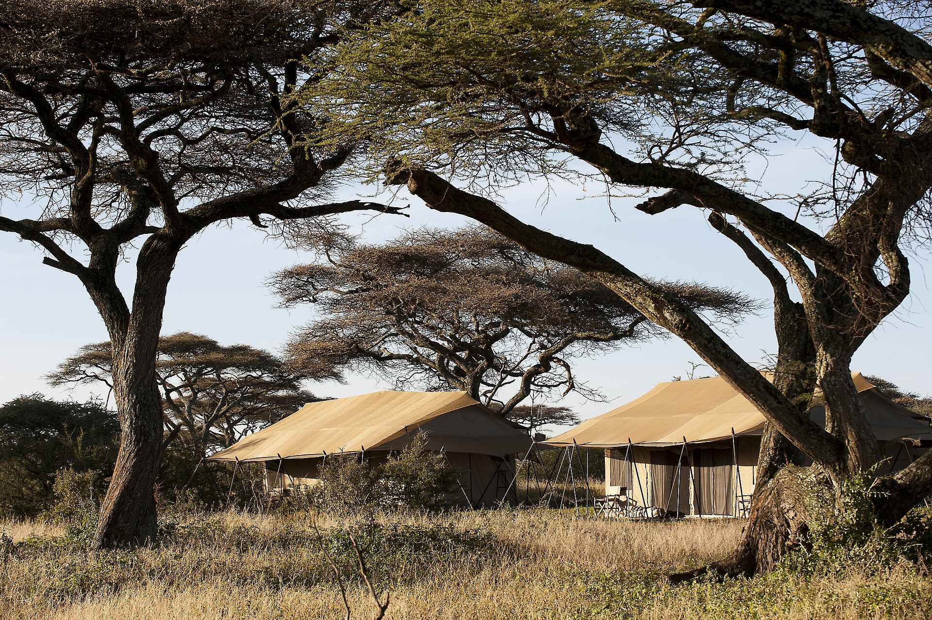 Ndutu Kati Kati Tented Camp: Rückansicht zweier Gästezelte ndutu kati kati tented camp, serengeti nationalpark, tanganyika wilderness camps, gästezelt, rückansicht, afrikarma, afrikarma safaris, afrikarma safaris - wildnis. hautnah., afrikarma.de