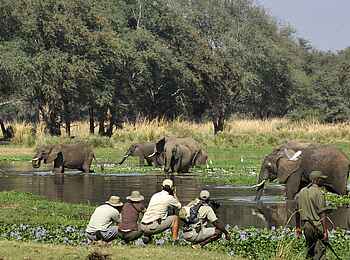 Old Mondoro Camp: Elefanten in einem Dambo