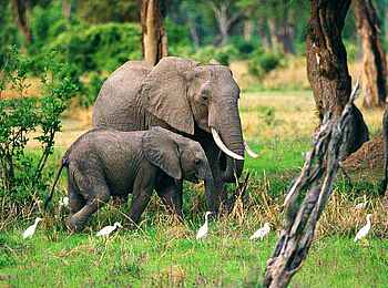 Robin Pope River Journeys: Elefanten