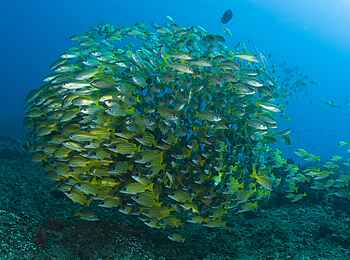 Rocktail Beach Camp: Fischschwarm