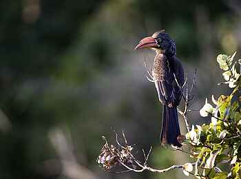 Rocktail Beach Camp: Kronentoko