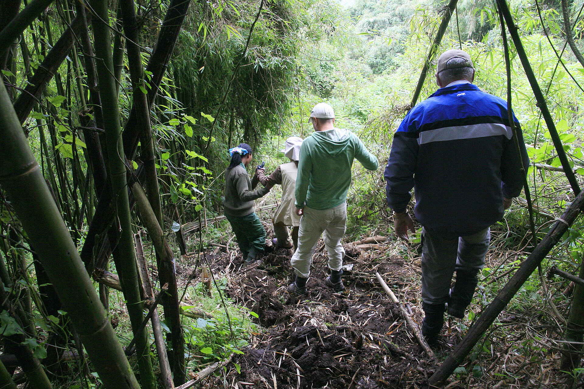 Sabyinyo Silverback Lodge: Trecking an Steilhängen