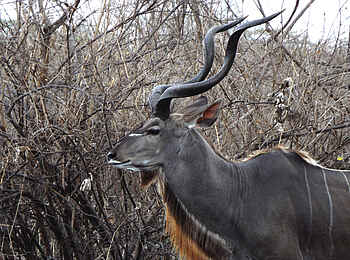 Selous Impala Camp: Kudu